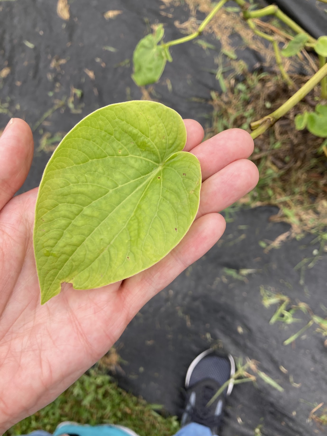 Hand holding a kava leaf
