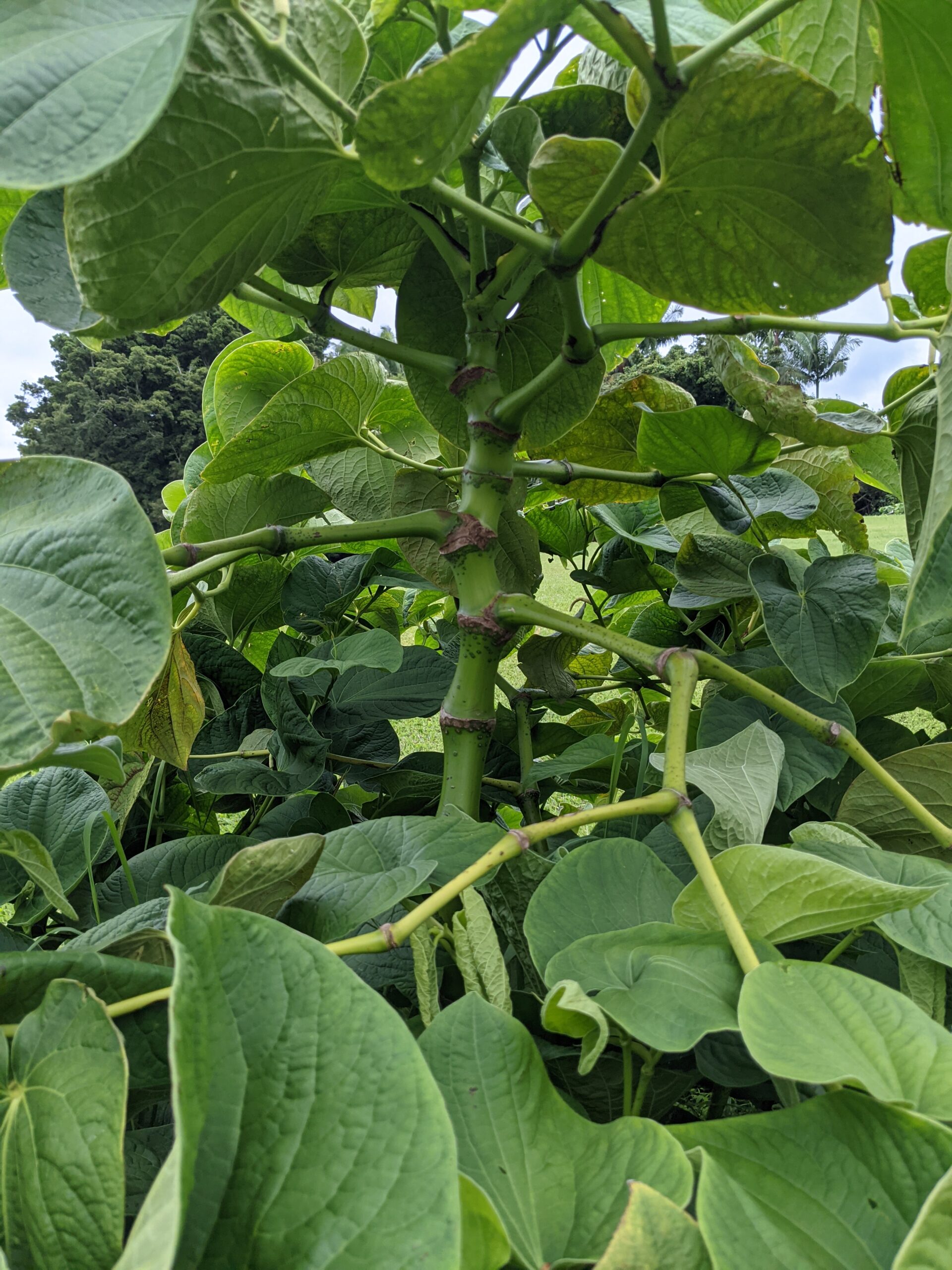 This Hawaiian cultivar known as Papa Kea, literally - short , white is one of 13 unique cultivars of 'Awa (Kava) selected and preserved by Hawaiian planters. Photo by Ed Johnston.
