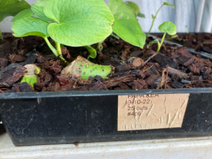 Articles Single cultivar kava seedlings in a tray.