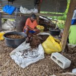 Kava farmers gather to peel kava. This is a traditional practice among kava farmers in the South Pacific.