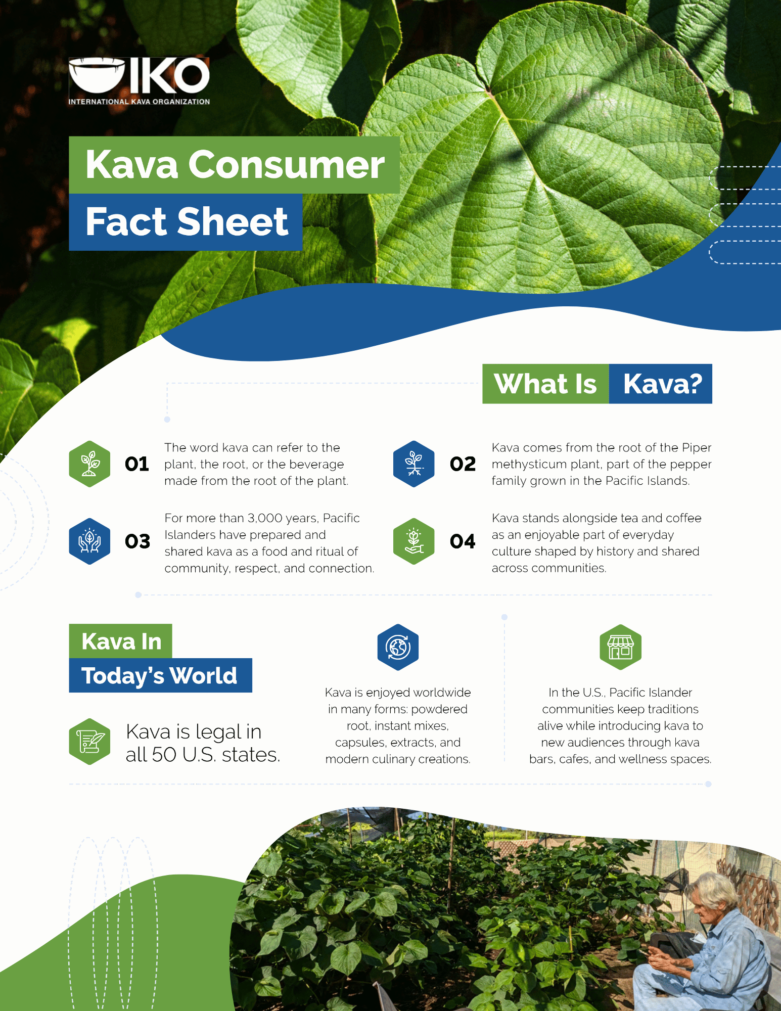 Close up image of large green kava plant leaves with the International Kava Organization logo and the title Kava Consumer Fact Sheet. The page explains what kava is, its origins in Pacific Island cultures and modern life, and kava's legal status across the USA.
