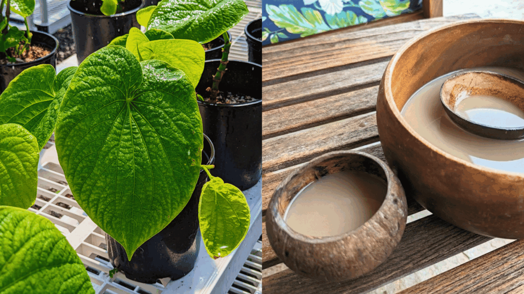 kava plant and kava beverage
