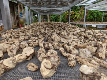 Huge, peeled chunks of kava root sitting on table, outdoors drying in the sun. This is the traditional way.
